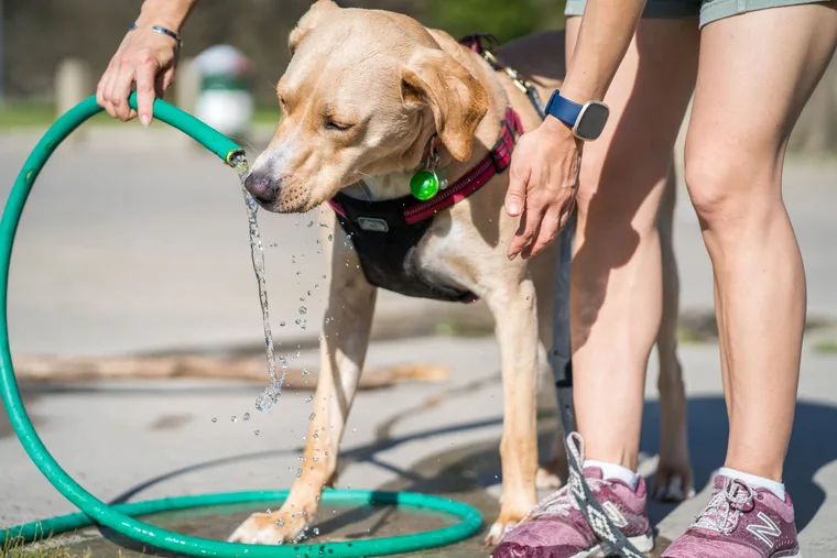 Labrador retriever drinking water from a collapsible bowl at a road trip rest stop
