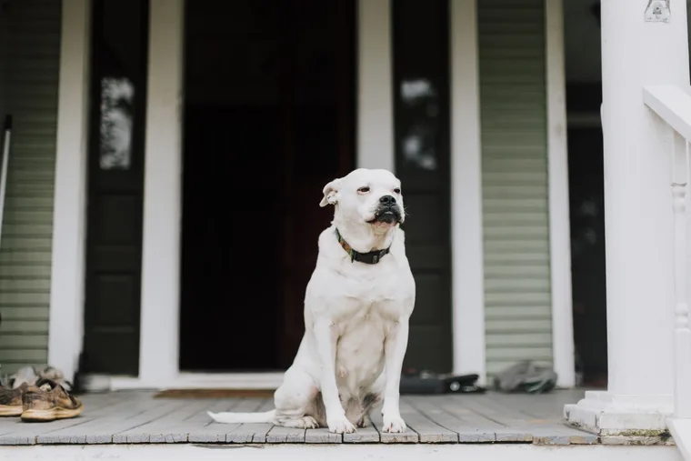 Dog pacing anxiously near a closed front door showing signs of separation anxiety