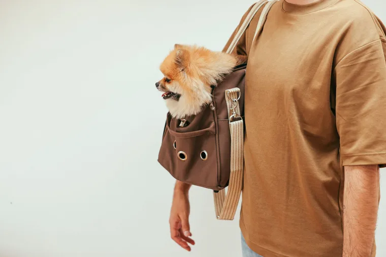 Airline-approved soft-sided pet carrier stored under airplane seat with small dog inside