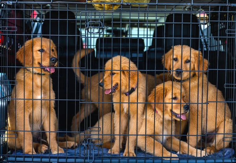 Wire dog crate with divider panel and soft blanket on a hardwood floor, showing proper puppy crate sizing