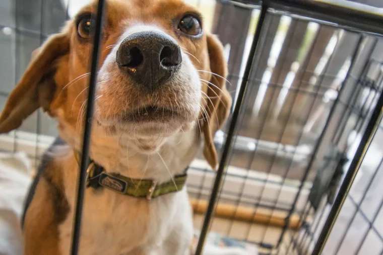 Beagle puppy sleeping calmly in an open wire crate in a bedroom at night during crate training