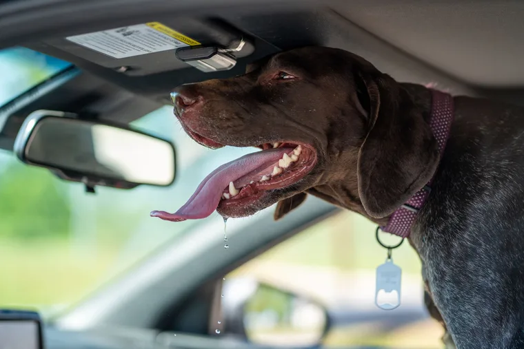 Dog showing signs of car sickness — drooling and appearing nauseous in the back seat