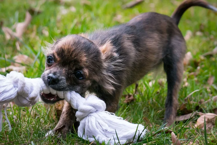 Assortment of safe puppy teething toys including a KONG, Nylabone, rope toy, and frozen rubber ring