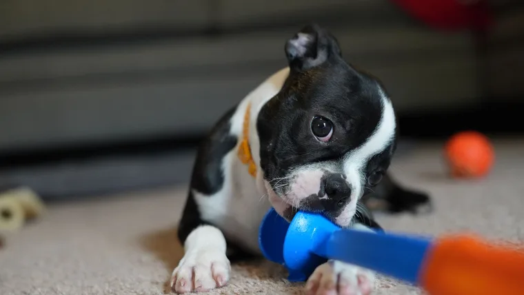 Owner offering a size-appropriate rubber chew toy to a beagle puppy during teething