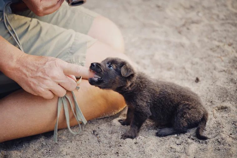 Owner brushing a puppy's teeth with a finger brush as part of an early dental care routine